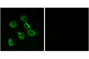 Immunofluorescence analysis of MCF7 cells, using OR52B2 Antibody. (OR52B2 antibody  (AA 201-250))