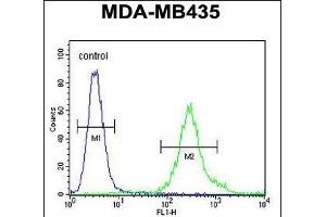 FBXL2 Antibody (C-term) (ABIN651220 and ABIN2840138) flow cytometric analysis of MDA-M cells (right histogram) compared to a negative control cell (left histogram). (FBXL2 antibody  (C-Term))