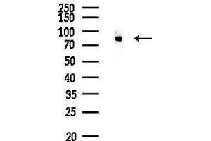 anti-Sodium Hydrogen Exchanger 7 (SLC9A7) (Internal Region) antibody
