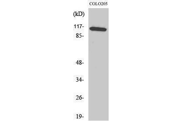 MAPK8IP1 antibody  (Tyr466)