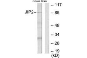 Western blot analysis of extracts from mouse brain cells, using JIP2 Antibody. (IB2 antibody  (AA 581-630))