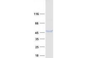 Validation with Western Blot (DNASE2 Protein (Myc-DYKDDDDK Tag))