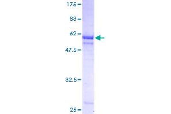 PIH1D1 Protein (AA 1-290) (GST tag)