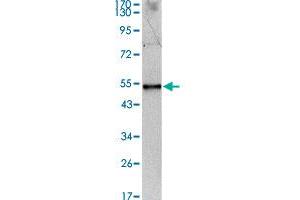 Western blot analysis using IL34 monoclonal antibody, clone 1D12  against IL34-hIgGFc transfected HEK293 cell lysate.