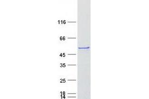 Validation with Western Blot (CYP3A4 Protein (Myc-DYKDDDDK Tag))
