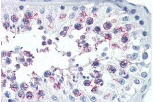 Anti-SMURF1 antibody IHC of human testis. (SMURF1 antibody  (AA 66-96))