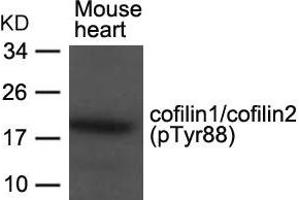 Western blot analysis of extracts from Mouse heart tissue using cofilin1/cofilin2(phospho-Tyr88) Antibody.