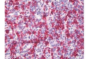 Anti-HMOX1 / HO-1 antibody IHC staining of human spleen, macrophages. (HMOX1 antibody)