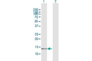 Western Blot analysis of MGST3 expression in transfected 293T cell line by MGST3 MaxPab polyclonal antibody. (MGST3 antibody  (AA 1-152))