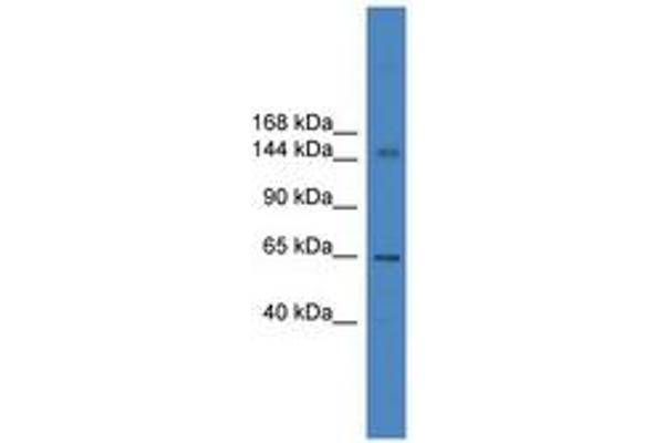 DHX57 antibody  (AA 1151-1200)
