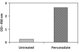THP1 cells were untreated or treated with Pervanadate for 10 min at 37°C. (NOS2 ELISA Kit)