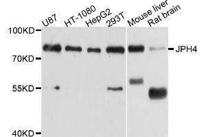 Western blot analysis of extracts of various cell lines, using JPH4 antibody (ABIN5998020) at 1/1000 dilution. (Junctophilin 4 antibody)