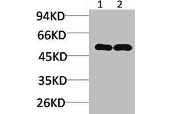 NMBR antibody