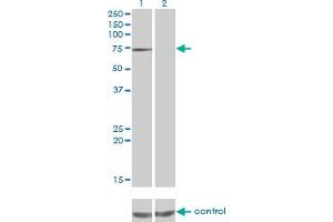 Western blot analysis of PPEF1 over-expressed 293 cell line, cotransfected with PPEF1 Validated Chimera RNAi (Lane 2) or non-transfected control (Lane 1). (PPEF1 antibody  (AA 1-653))