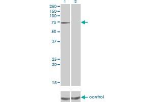 Western blot analysis of PPEF1 over-expressed 293 cell line, cotransfected with PPEF1 Validated Chimera RNAi (Lane 2) or non-transfected control (Lane 1).