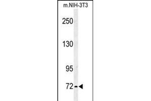Western blot analysis of IL1RL2 Antibody (Center) 8817c in mouse NIH-3T3 cell line lysates (35 μg/lane).