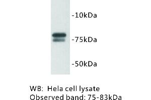 Image no. 1 for anti-Golgin A5 (GOLGA5) antibody (ABIN1112810)