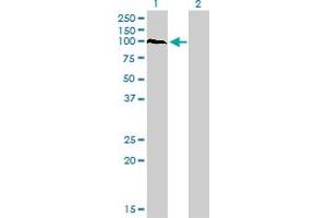 Western Blot analysis of PCDHAC2 expression in transfected 293T cell line by PCDHAC2 monoclonal antibody (M03), clone 3D12. (PCDHAC2 antibody  (AA 81-190))