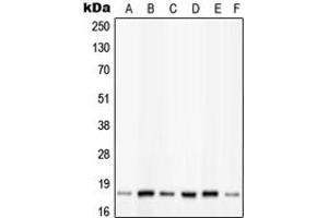 Western blot analysis of PIN1 (pS16) expression in HeLa insulin-treated (A), K562 (B), NIH3T3 (C), Raw264. (PIN1 antibody  (N-Term, pSer16))