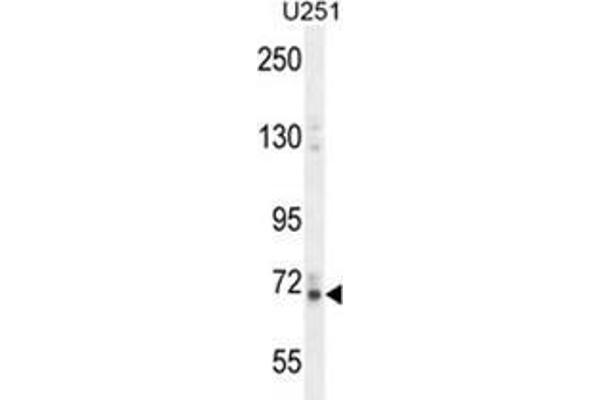 Vitrin antibody  (C-Term)