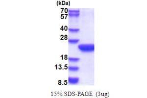 SDS-PAGE (SDS) image for Polymerase (RNA) II (DNA Directed) Polypeptide F (POLR2F) (AA 1-127) protein (His tag) (ABIN5853661)