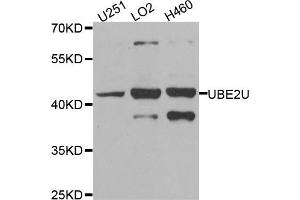 Western blot analysis of extracts of various cell lines, using UBE2U antibody. (UBE2U antibody)