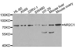 Western blot analysis of extracts of various cell lines, using NR2C1 antibody. (NR2C1 antibody  (AA 1-240))