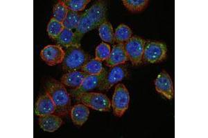 Immunofluorescence analysis of HepG2 cells using SMN1 mouse mAb (green). (SMN1 antibody)