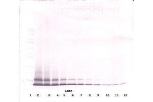 Image no. 1 for anti-Chemokine (C-X-C Motif) Ligand 1 (Melanoma Growth Stimulating Activity, Alpha) (CXCL1) antibody (ABIN465460) (CXCL1 antibody)
