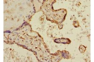 Immunohistochemistry of paraffin-embedded human placenta tissue using ABIN7158991 at dilution of 1:100 (MAPKAP Kinase 3 antibody  (AA 1-240))