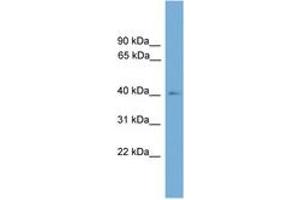 Image no. 1 for anti-Theg Spermatid Protein (THEG) (AA 143-192) antibody (ABIN6745549) (THEG antibody  (AA 143-192))