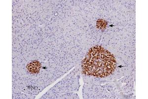 Expression of P2Y14 in rat pancreas.