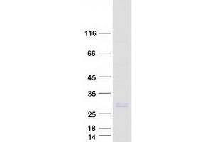 Validation with Western Blot (Nurim Protein (Myc-DYKDDDDK Tag))