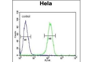 ADCY4 Antibody (Center) (ABIN653832 and ABIN2843098) flow cytometric analysis of Hela cells (right histogram) compared to a negative control cell (left histogram). (ADCY4 antibody  (AA 415-441))