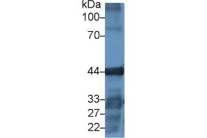 Detection of ACTG in Human A549 cell lysate using Polyclonal Antibody to Gamma Actin (ACTG) (Actin, gamma 1 antibody  (AA 1-375))