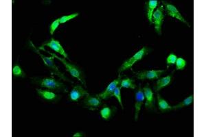 Immunofluorescence staining of Hela cells with ABIN7154415 at 1:266, counter-stained with DAPI. (GZMB antibody  (AA 21-247))