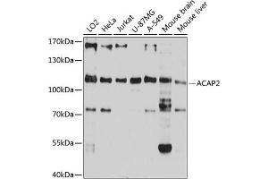 Western blot analysis of extracts of various cell lines, using  antibody  at 1:1000 dilution.