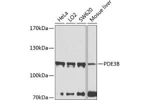 Western blot analysis of extracts of various cell lines, using PDE3B antibody (ABIN6132468, ABIN6145348, ABIN6145349 and ABIN6224510) at 1:1000 dilution. (PDE3B antibody  (AA 400-660))
