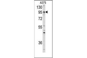 Western blot analysis of anti-AXL Antibody in A375 cell line lysates (35ug/lane). (AXL antibody)