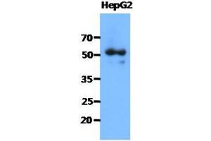 The cell lysates of HepG2 (40ug) were resolved by SDS-PAGE, transferred to PVDF membrane and probed with anti-human SNTA1 antibody (1:1000).