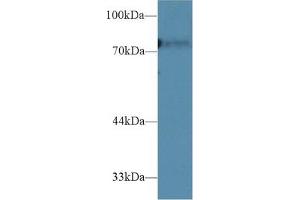 Western Blotting (WB) image for anti-CD2-Associated Protein (Cd2ap) (AA 368-623) antibody (ABIN7439519)