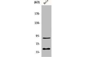 Western Blot analysis of HepG2 cells using ERF Polyclonal Antibody (ERF antibody)