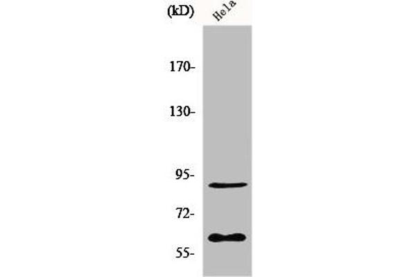 ERF antibody