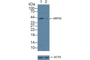 anti-DnaJ (Hsp40) Homolog, Subfamily B, Member 1 (DNAJB1) (AA 2-340) antibody