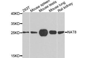 Western blot analysis of extracts of various cells, using NAT8 antibody. (NAT8 antibody)