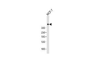 Anti-PRKDC Antibody  at 1:1000 dilution + MCF-7 whole cell lysate Lysates/proteins at 20 μg per lane. (PRKDC antibody  (C-Term))