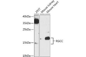 Western blot analysis of extracts of various cell lines, using RGCC antibody (ABIN7266376) at 1:1000 dilution. (RGC32 antibody)