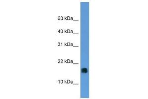 MGST1 antibody (70R-10041) used at 0. (MGST1 antibody  (N-Term))