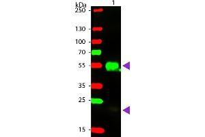 Western blot of Phycoerythrin conjugated Donkey F(ab’)2 Anti-Rabbit IgG Pre-Adsorbed secondary antibody. (Donkey anti-Rabbit IgG (Heavy & Light Chain) Antibody (PE) - Preadsorbed)