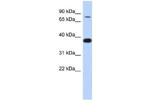 Western Blotting (WB) image for anti-Zinc Finger Protein 526 (ZNF526) antibody (ABIN2457931) (ZNF526 antibody)